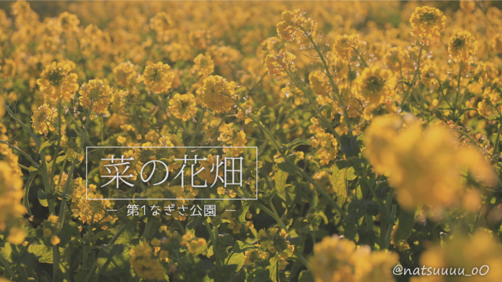 早咲きの菜の花畑、第1なぎさ公園へ  [2021]