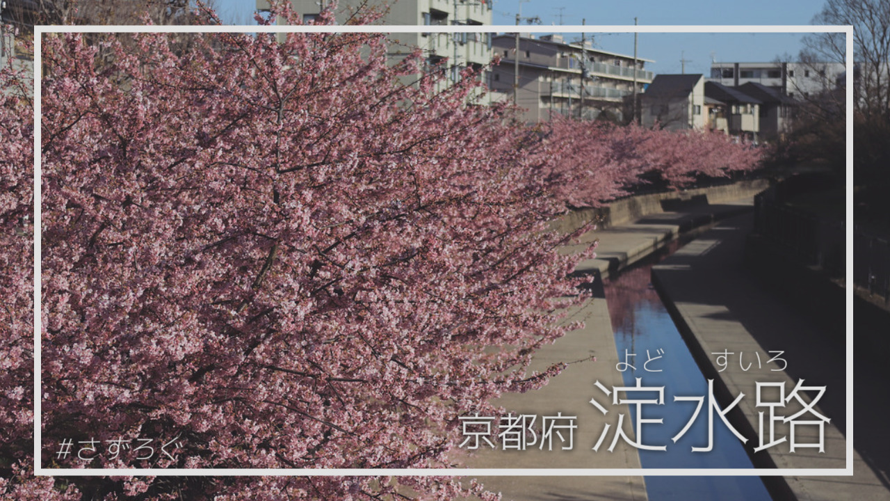 河津桜を見に淀水路へ [2021]