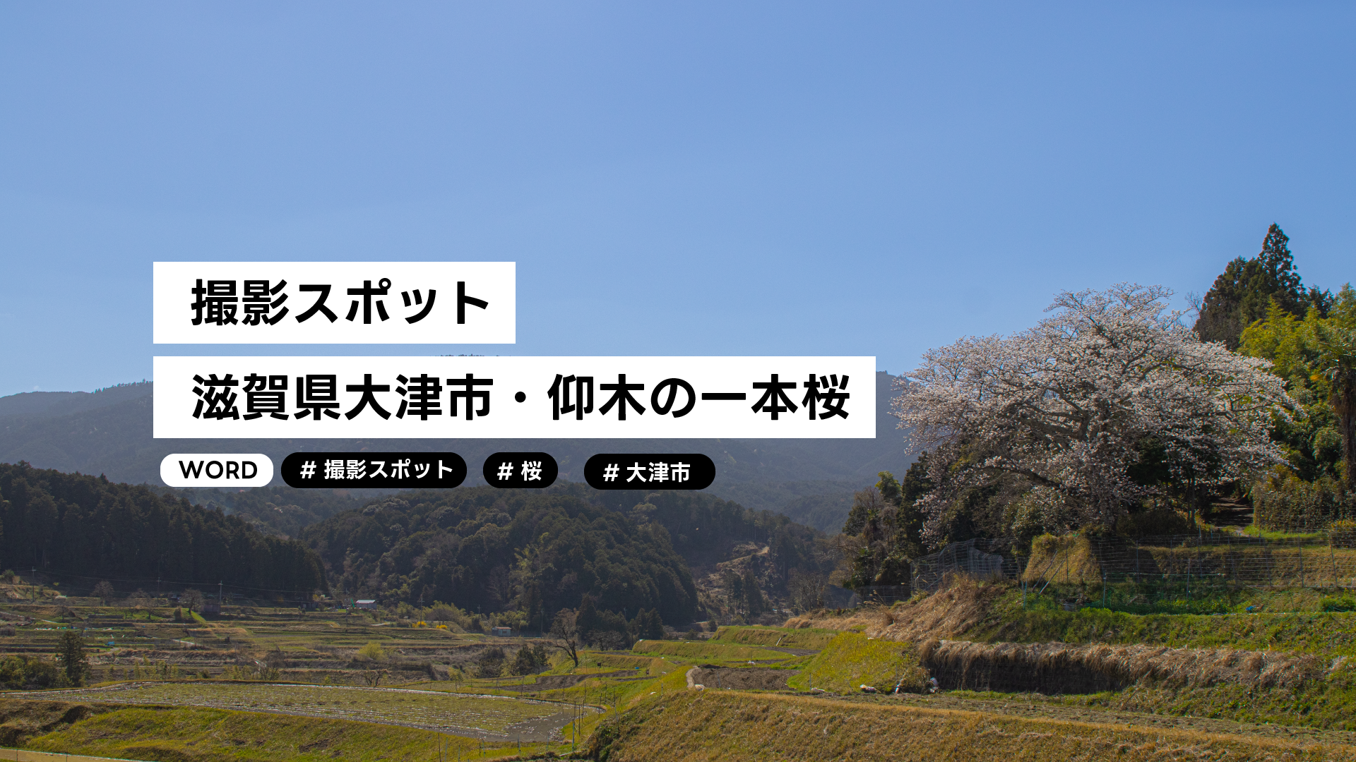 【桜撮影スポット】滋賀・大津市　仰木の一本桜