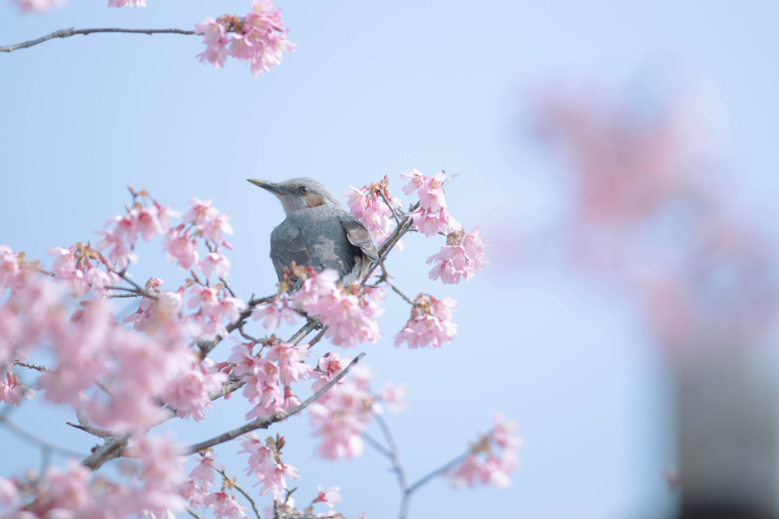 【Lightroom】桜に似合う白っぽい色のプリセット配布