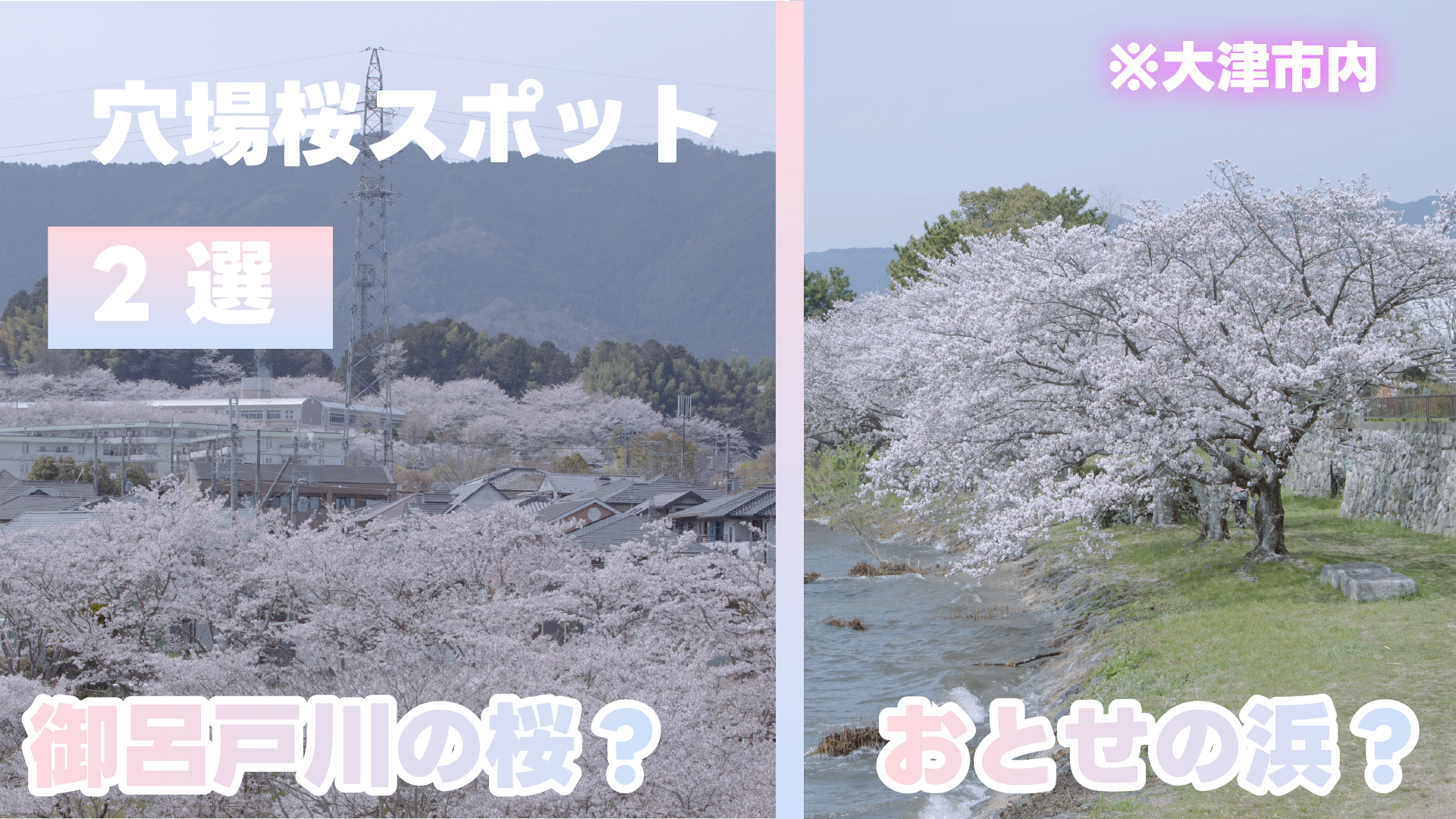 【大津市】穴場の桜スポット2選